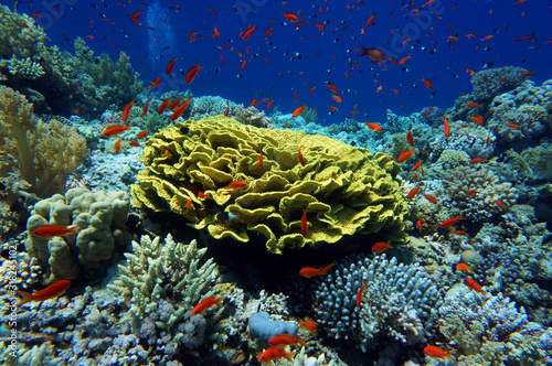 turbinaria coral photo