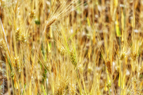 Yellow wheat fields in autumn © Geraldas