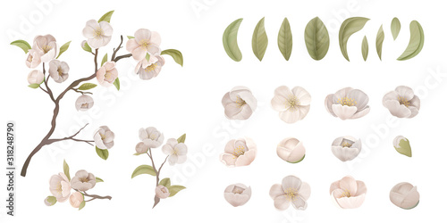 Cherry Flower Set Isolate on White Background. Realistic Sakura Blossom, Green Leaves and Branches, Design Elements for Graphic Design Printable Banner, Poster or Flyer Decoration. Vector Illustration © wooster