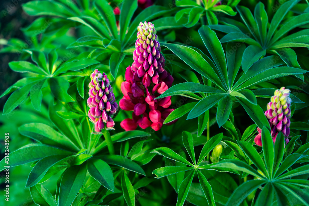 Red lupine growing in the garden on a flower bed Red lupine growing in the garden on a flower bed