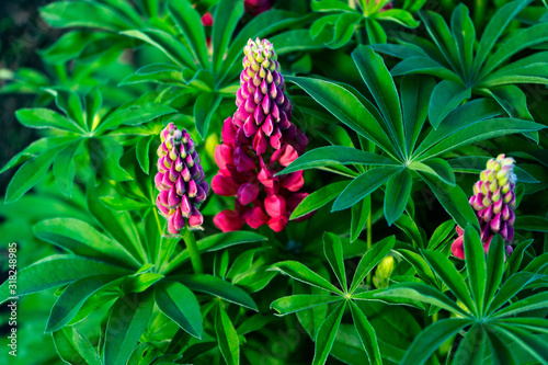 Red lupine growing in the garden on a flower bed