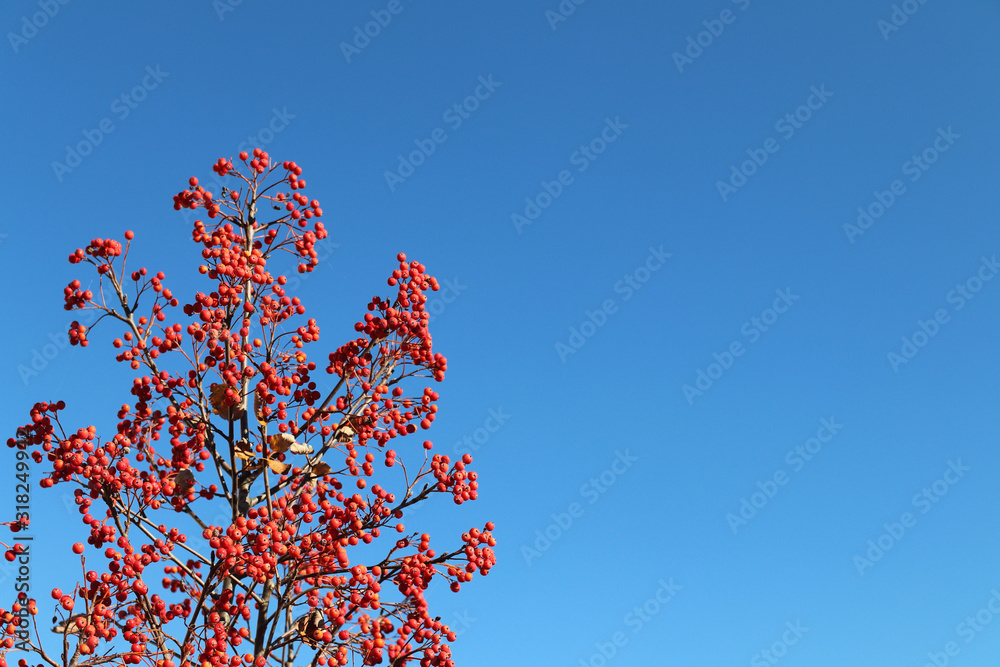 Branches of red rowan or mountains ash scarlet on a background of blue sky in the rays of sunlight. Winter food for birds. Autumn red berries. Greeting card design. Natural vitamins Branches of red rowan or mountains ash scarlet on a background of blue sky in the rays of sunlight. Winter food for birds. Autumn red berries. Greeting card design. Natural vitamins