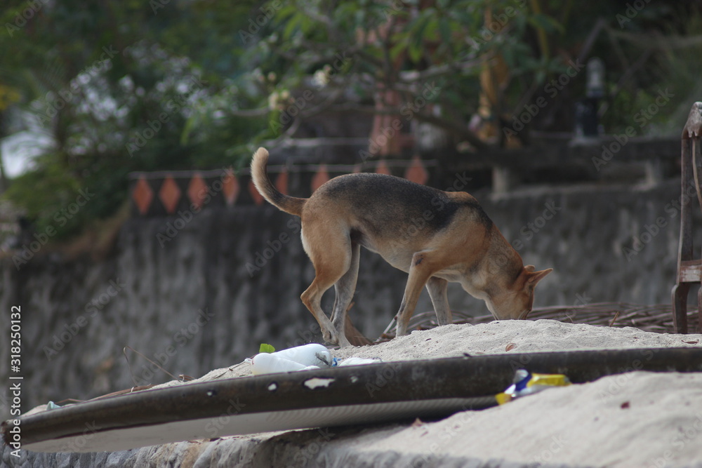 Naklejka premium Koh Phangan Island, Surat Thani, Thailand