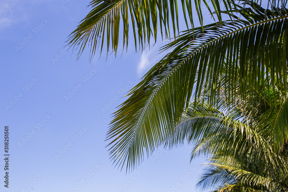 Palm tree leaf and blue sky at the tropical sea on sunshine day. Palm tree leaf and blue sky at the tropical sea on sunshine day.