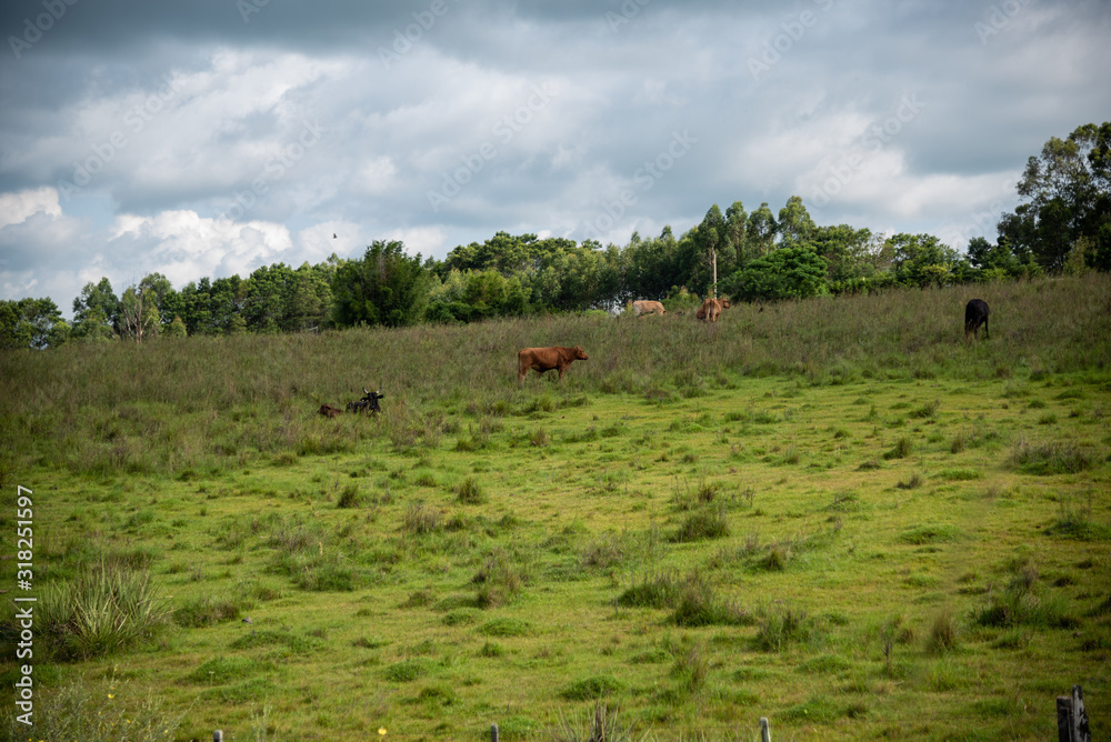 Raising beef cattle in southern Brazil