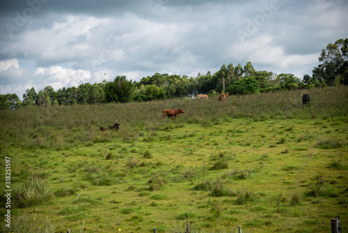 Raising beef cattle in southern Brazil © Alex R. Brondani