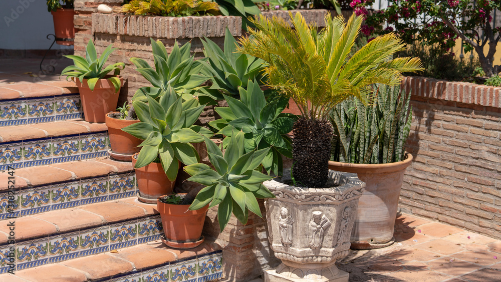 many succulent plants on a terrace with a small palm tree
