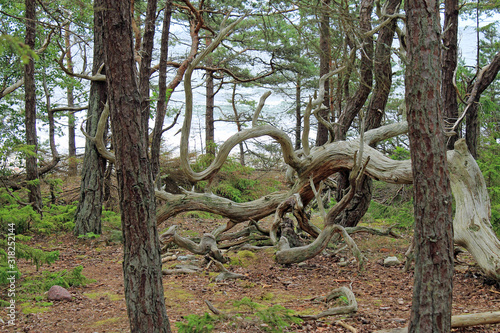 Bäume im Trollpark auf Öland in Schweden photo