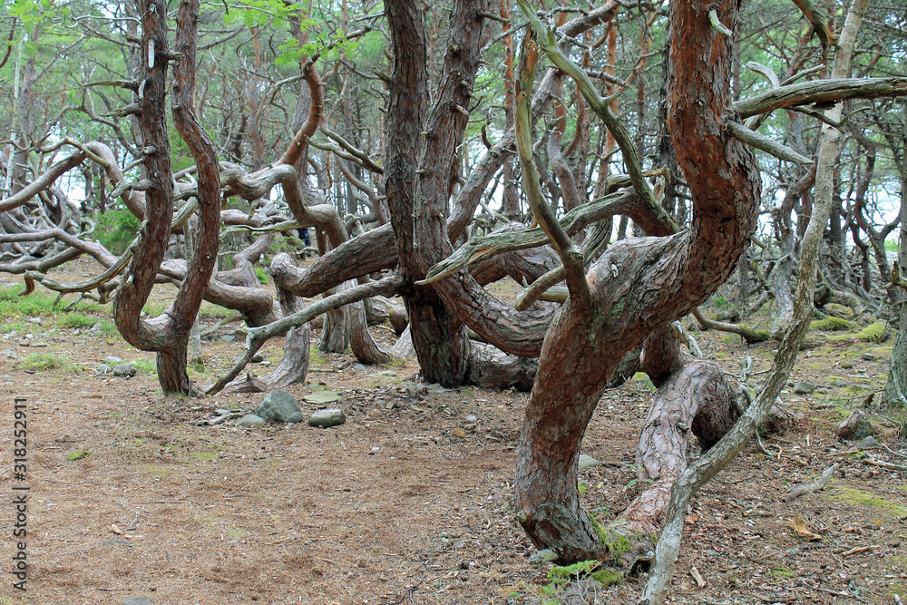Obraz premium Bäume im Trollpark auf Öland in Schweden