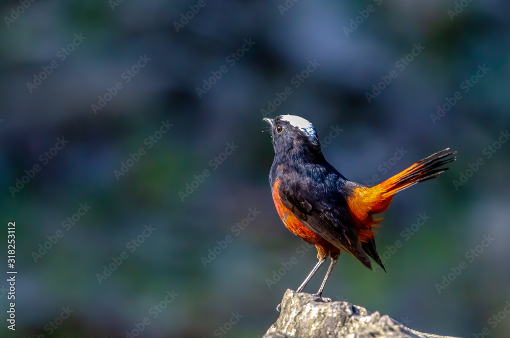 White-Capped Redstart, Birds of Himalaya White-Capped Redstart, Birds of Himalaya
