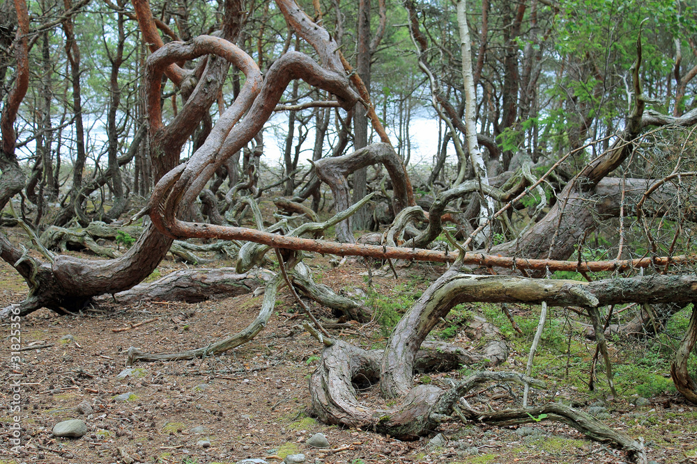 Bäume im Trollpark auf Öland in Schweden