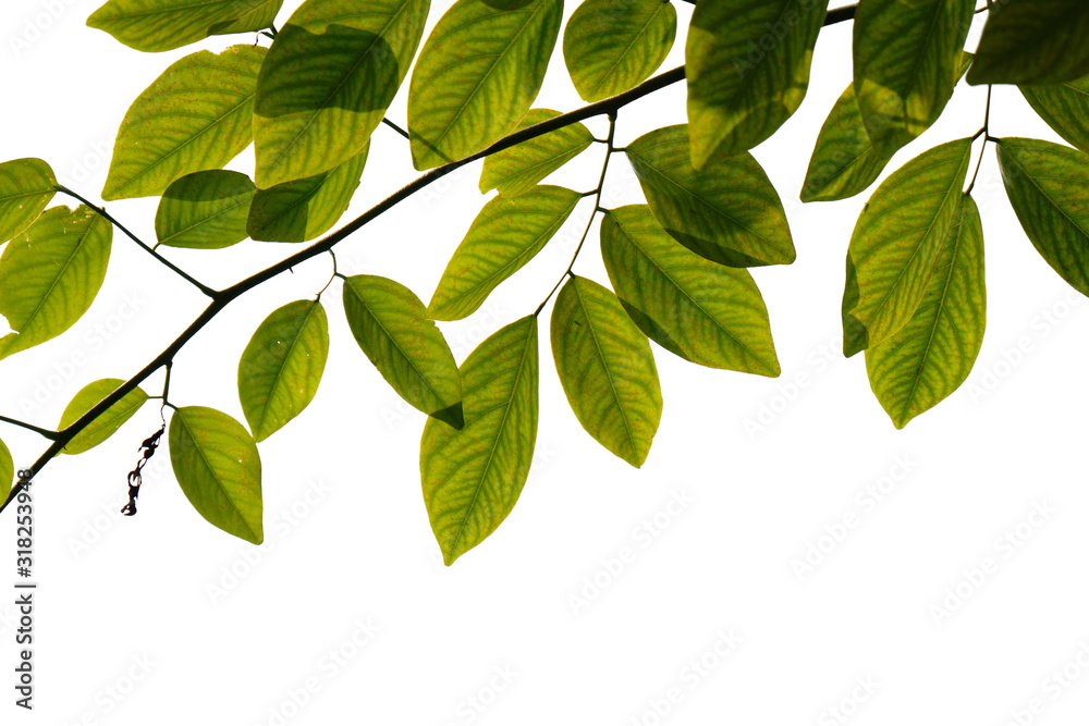 Fototapeta premium Fresh Green tree branch isolated on white background