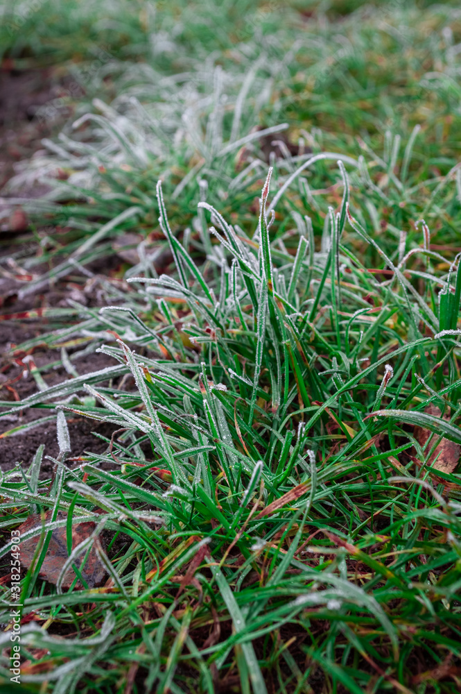 frost on the green grass in the winter morning frost on the green grass in the winter morning