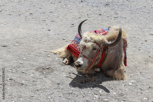 yak animal leh pangon lake  photo