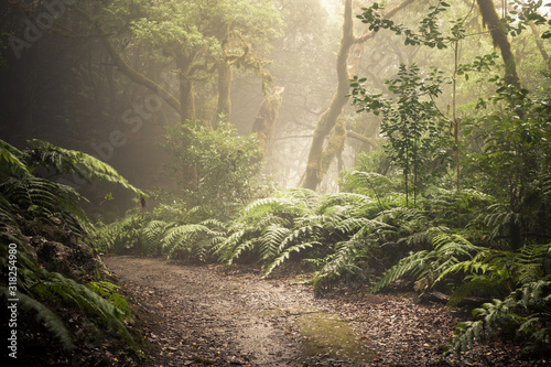 path through a dark forest. Misty woodland landscape