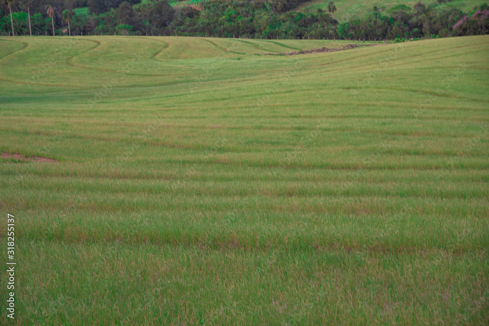 Rural landscape and lavora of ryegrass grassland