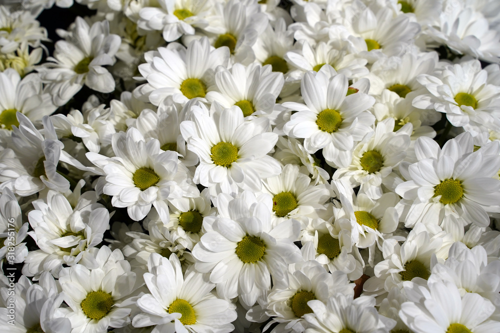 Beautiful white chrysanthemum flowers, closeup