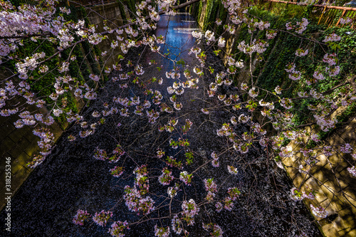 桜の写真