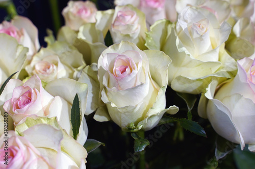  Fresh delicate white roses background. Selective focus    