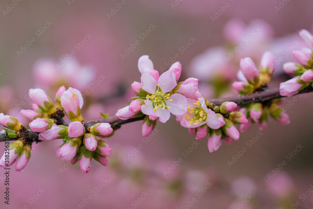 Pink Almond Blossom Branch
