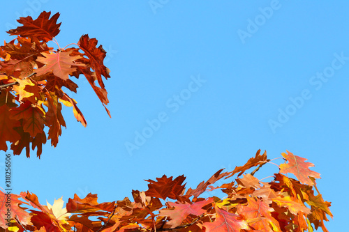 Autumn greeting card with blue background and yellow autumn branches. Copispeses for the inscription. Yellow autumn leaves on the branches of a tree against the blue sky