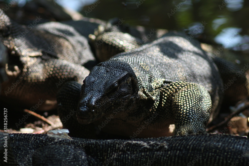 Obraz premium Koh Phangan Island, Surat Thani, Thailand