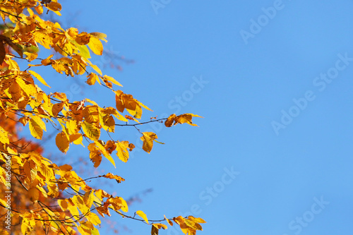 Autumn greeting card with blue background and yellow autumn branches. Copispeses for the inscription. Yellow autumn leaves on the branches of a tree against the blue sky