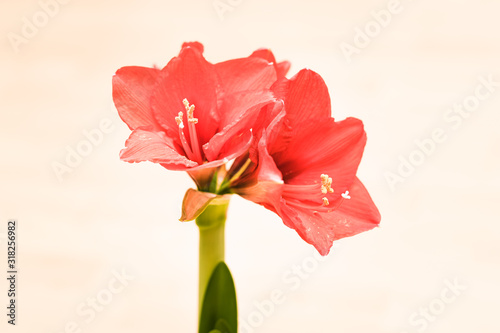 red Amaryllis bloom on white background