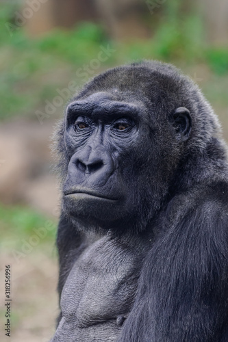 Female western lowland gorilla (Gorilla gorilla gorilla), head portrait