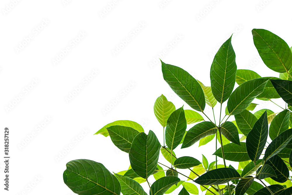 Light and dark leaves on a white background. Light and dark leaves on a white background.