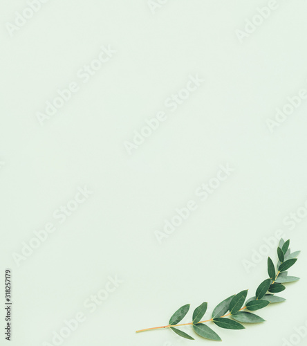 Floral decorative background. Natural composition. Green olive sprig on sage toned backdrop.