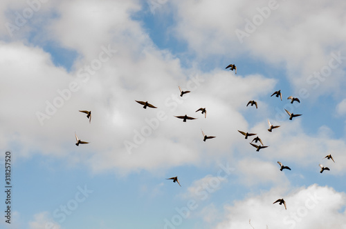 Birds in the sky. Natural background 