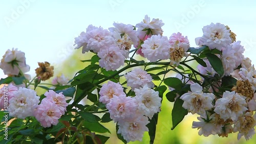 Bunch of roses blooming in the garden during the spring leaves