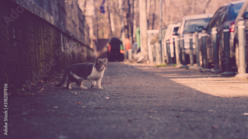 Stray cat on sidewalk