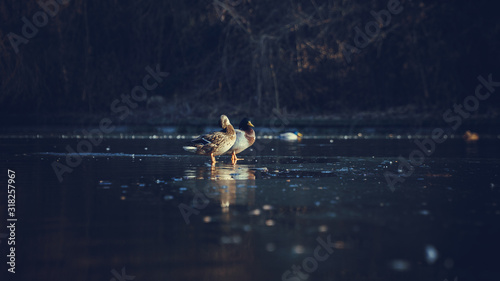 Ducks enjoying the sun on a frozen lake