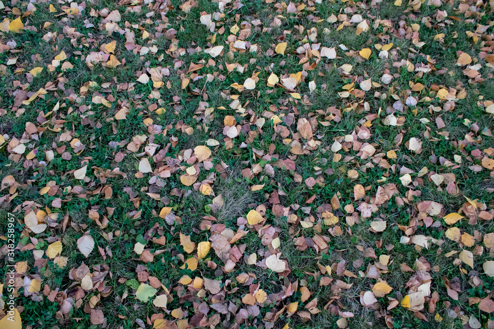 Autumn grass texture for background design and die cutting for artwork. Autumn grass texture for background design and die cutting for artwork.