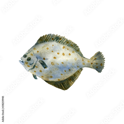Valokuvatapetti flounder, watercolor drawing fish