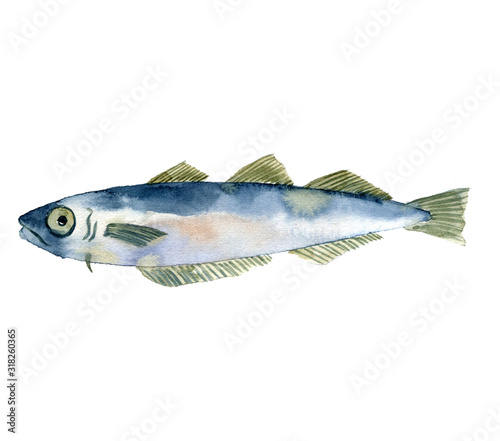 watercolor drawing fish, blue whiting,poutassou