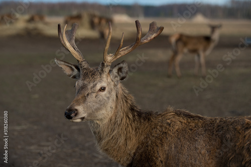 deer © Kristaps