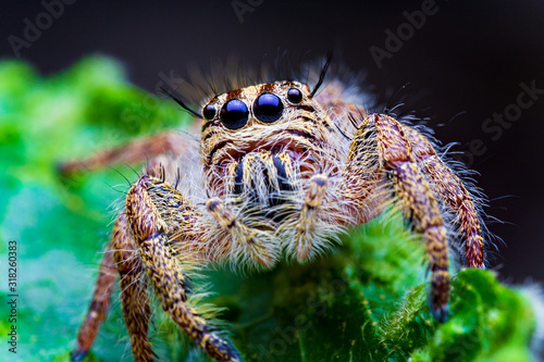macro image of jumping spider. macro mode close up shot animal and insect. © Meaw_stocker