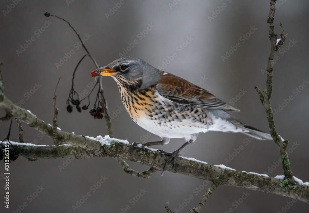 Fieldbird eating rowan berry on a branch Fieldbird eating rowan berry on a branch