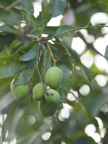 Green fruit Scientific name Mangifera indica L. Var., Light mango on tree in garden blurred of nature background