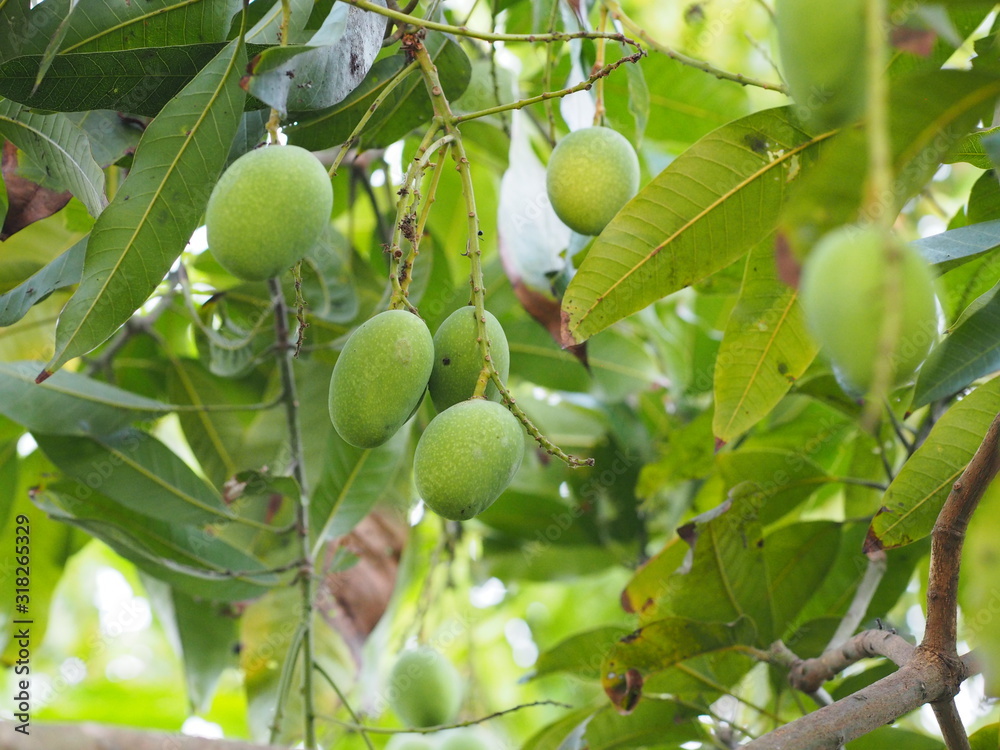 Green fruit Scientific name Mangifera indica L. Var., Light mango on tree in garden blurred of nature background