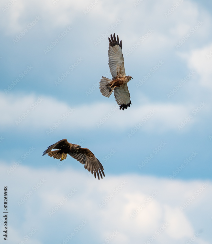 Fototapeta premium Dove moon soar in the sky