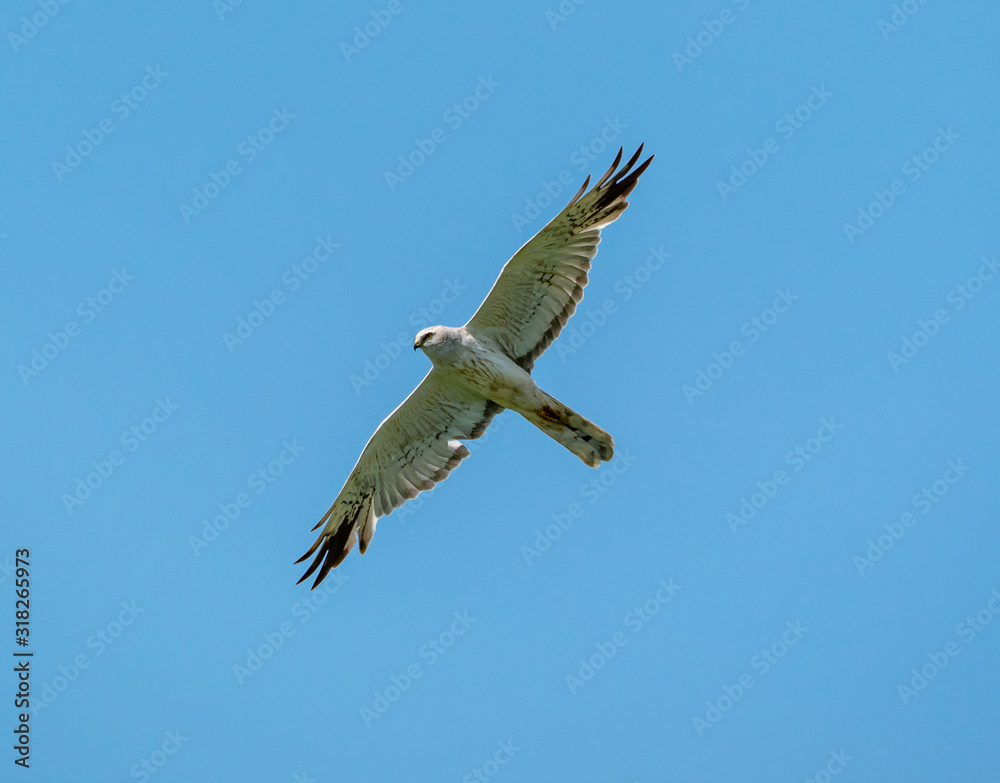 Obraz premium Lun soar in the sky