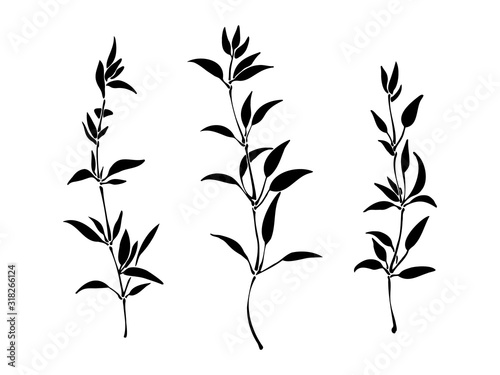 Set of hand drawn silhouette of plants with leaves. Elegant wild herbs vector illustration. Black isolated image on white background