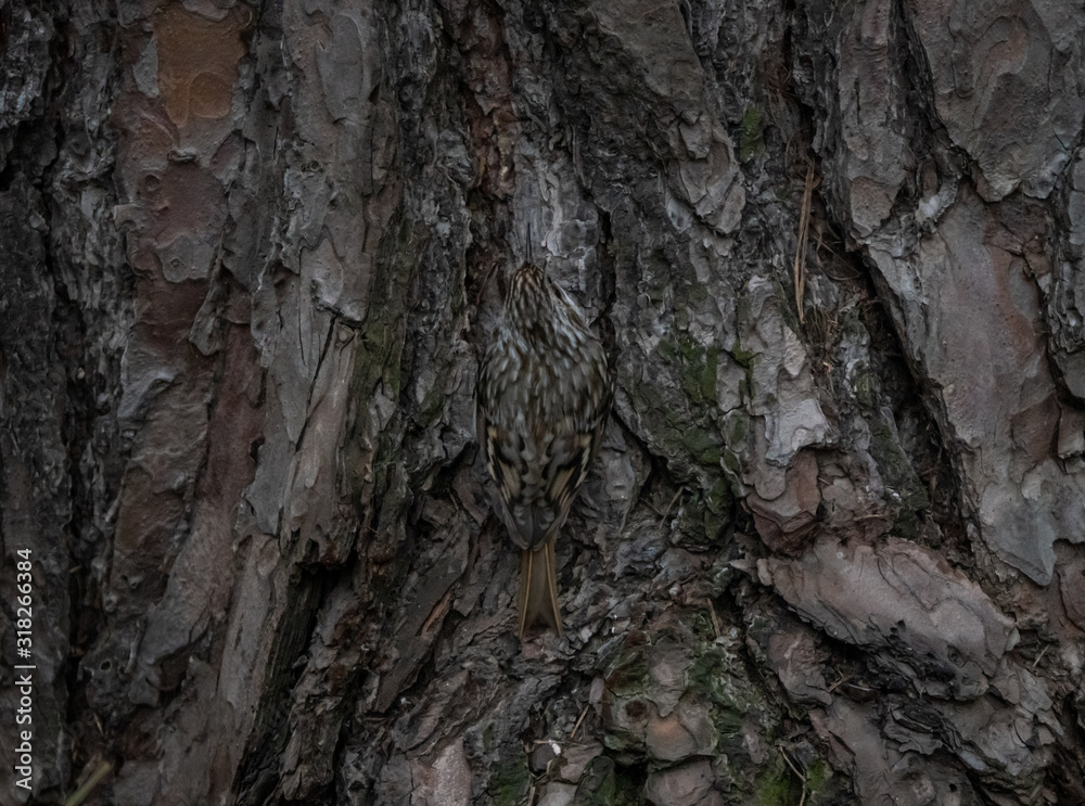 Pischa sits on a tree and disguises itself. Pischa sits on a tree and disguises itself.