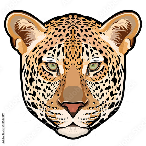 Leopard head in vector, Panthera pardus, big cat, wild animal