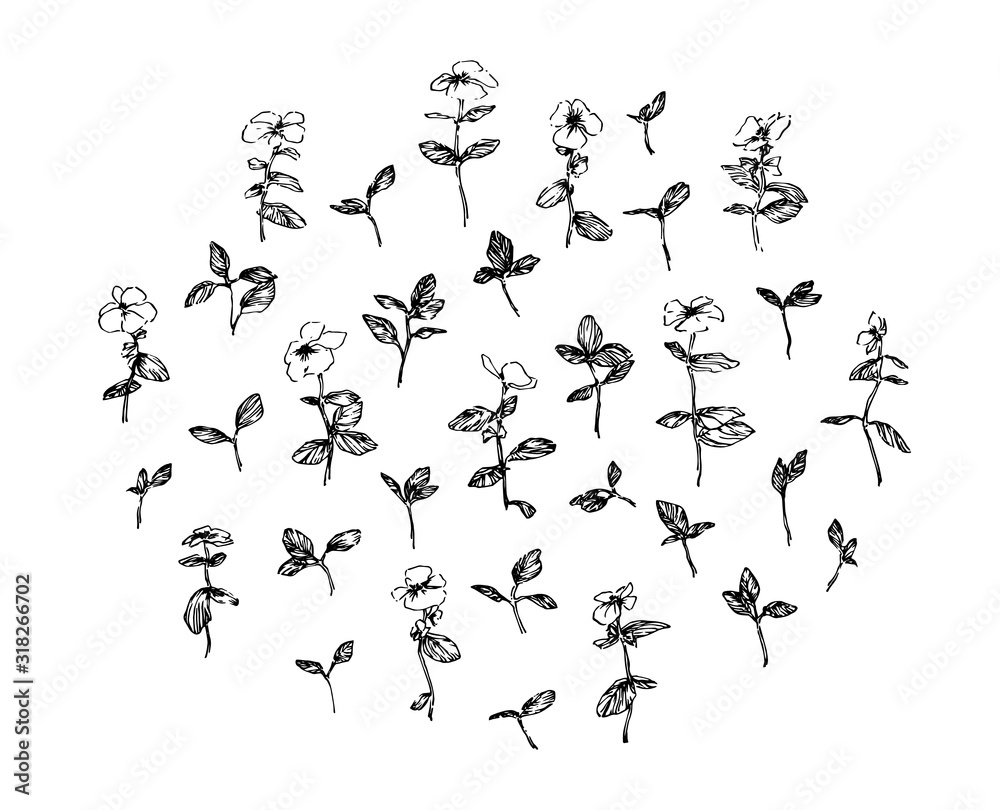 Set of hand drawn wild plants with leaves and flowers. Stylized sketch decorative herbs vector illustration. Black isolated image on white background