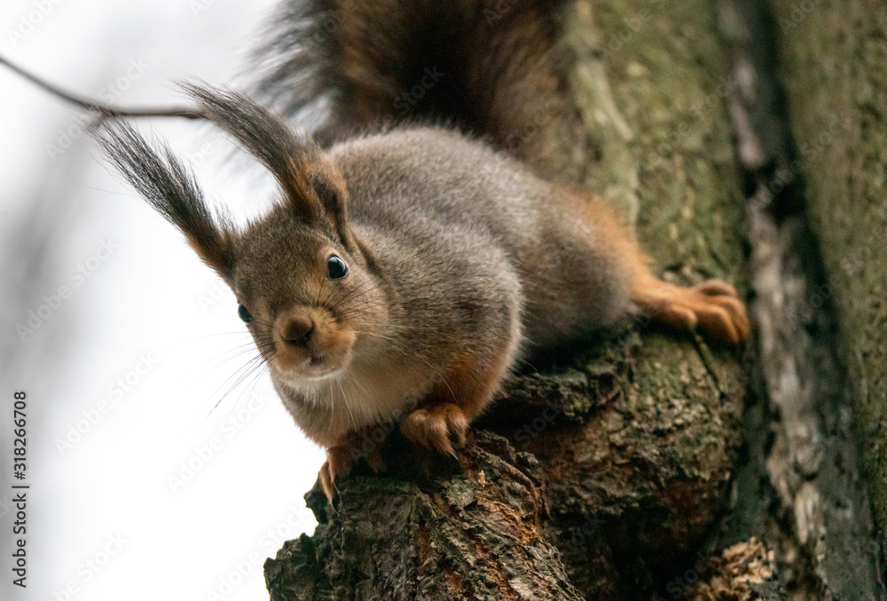 Obraz premium A squirrel sits on a tree with its face down above the camera.